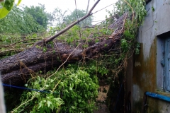 House damaged due to fallen tree