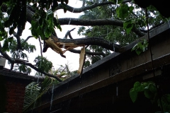 House damaged due to fallen tree