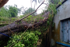 House damaged due to fallen tree